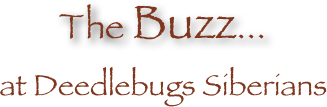 The Buzz...
at Deedlebugs Siberians
